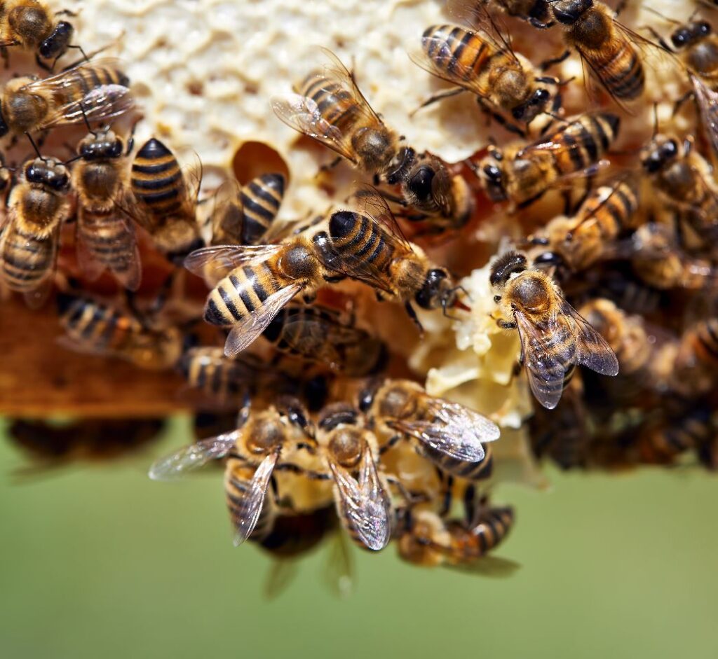 psf pereira sousa e figueiredo, acessórios apículas e produtosa de apicultura